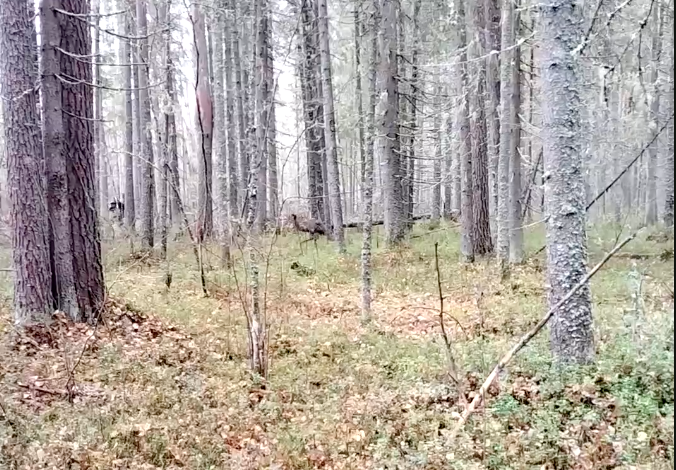 Скриншот видео из телеграм-канала «Сыктывкар №1»