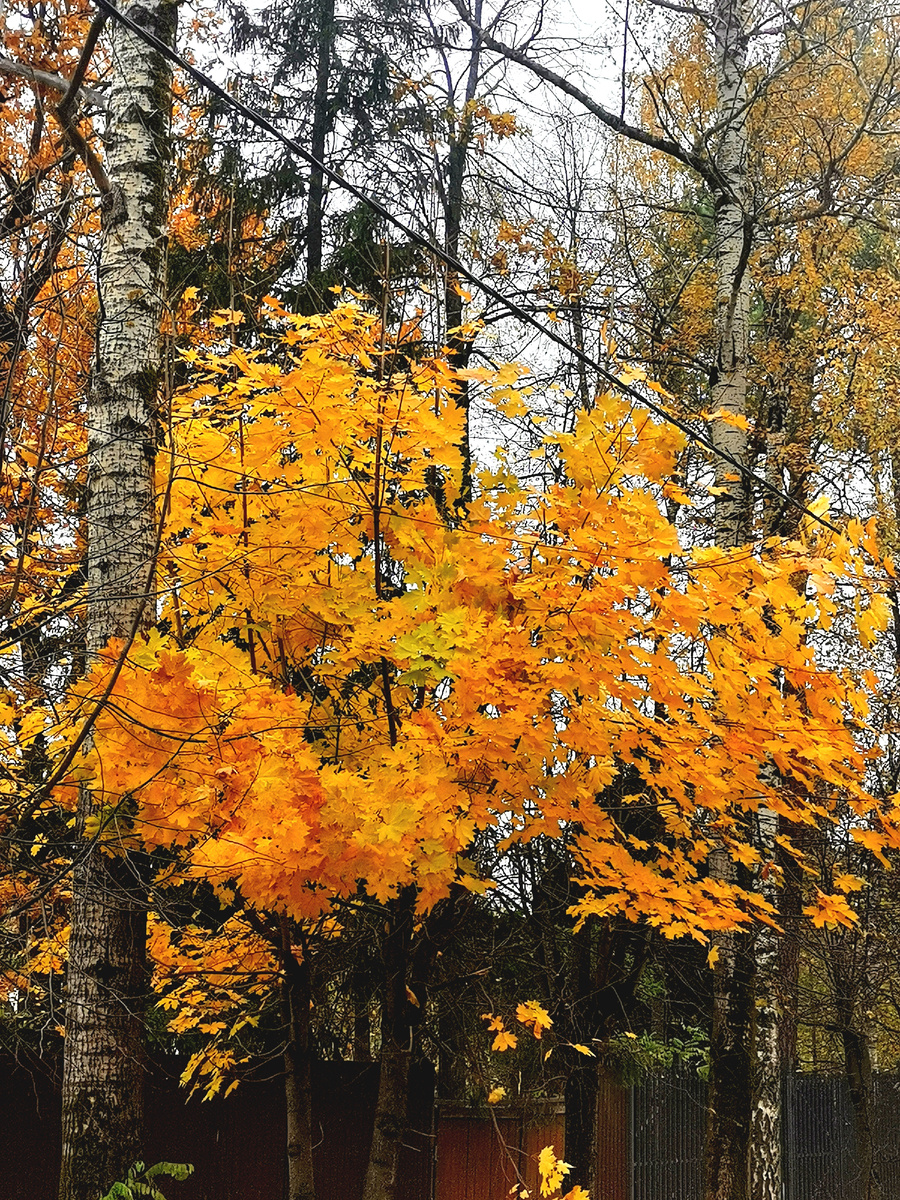 Вид Подмосковного леса. Фото автора. 