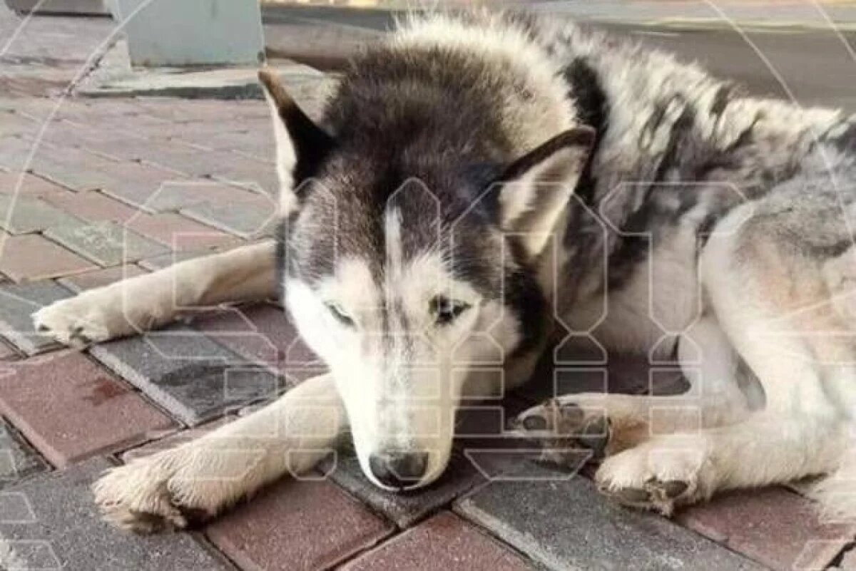    Сахалинский «Хатико» прождал хозяина в аэропорту четыре дня