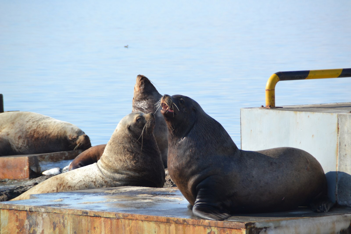 фото из интернет-источника 