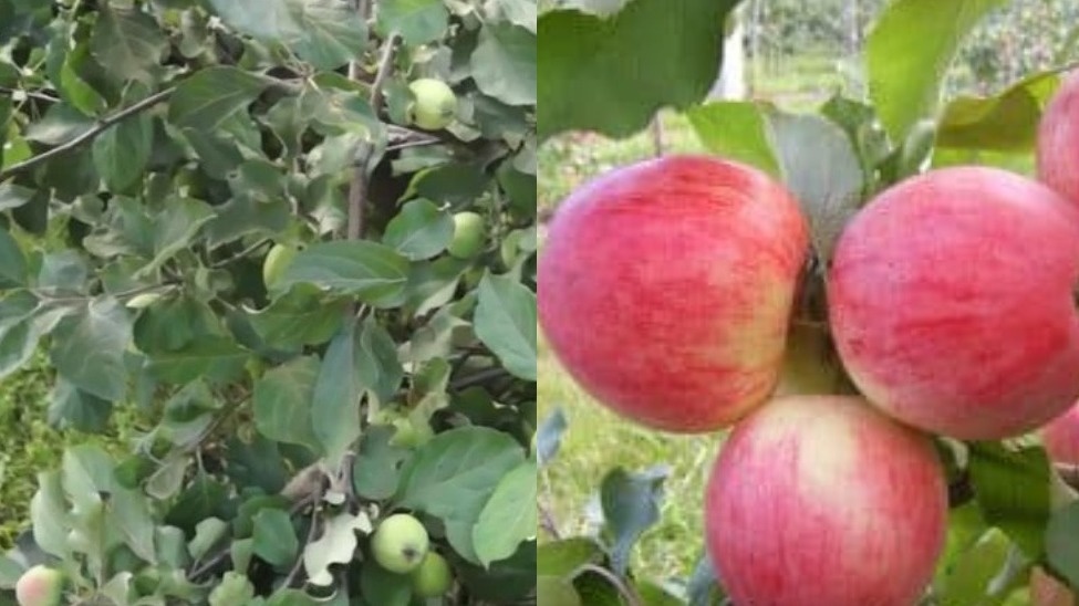 Разница между правильной и неправильной обрезкой очевидна