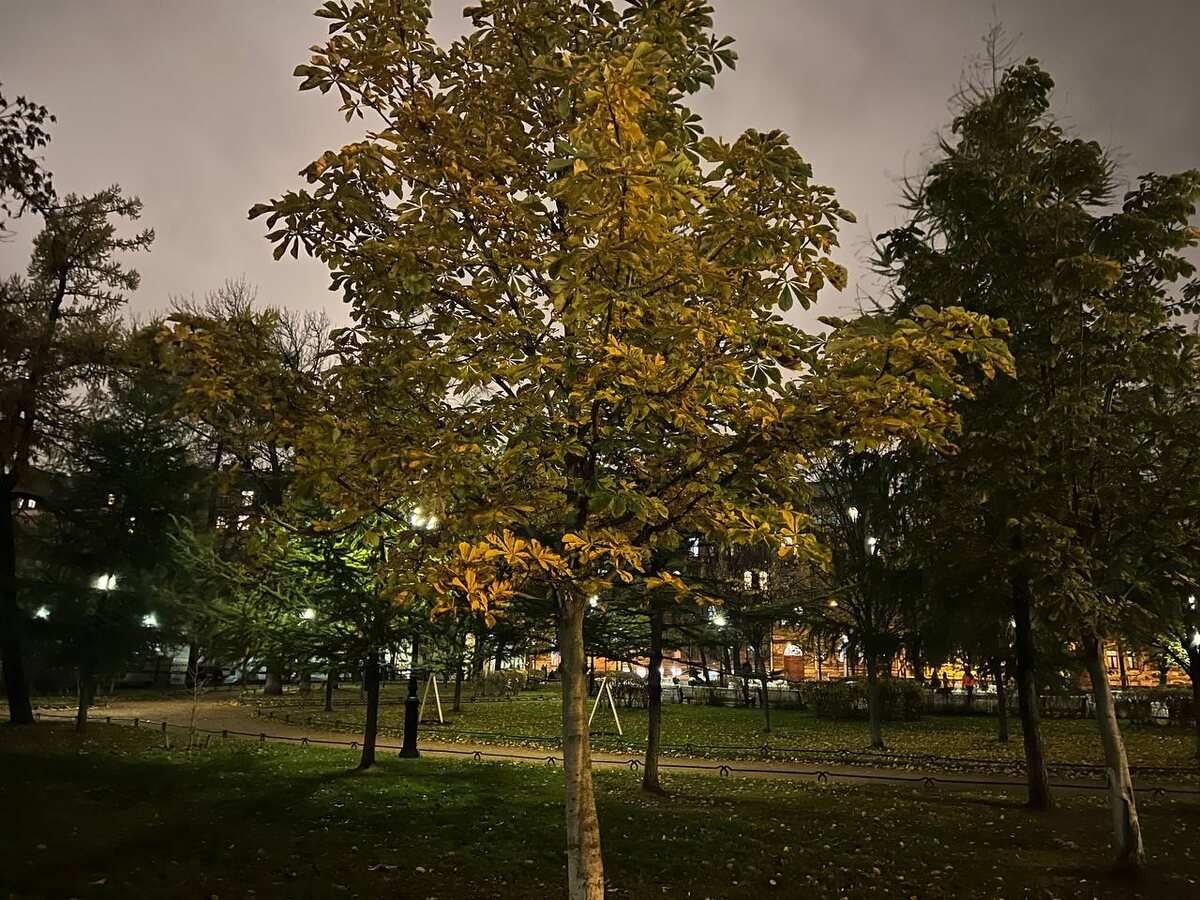Утрення прогулка в парке сменилась в итоге ночной прогулкой :)
