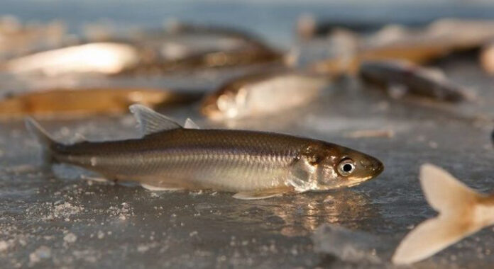 По первому льду – за корюшкой-малороткой. Фото с сайта ru.pinterest.com.