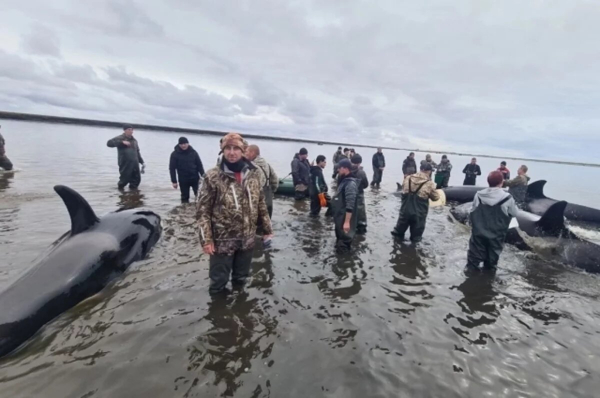    Камчатских сотрудников МЧС поблагодарили за спасение косаток