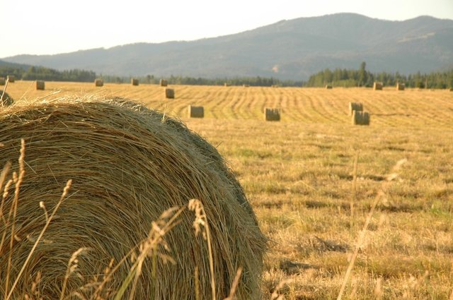 Фото: freeimages.com 