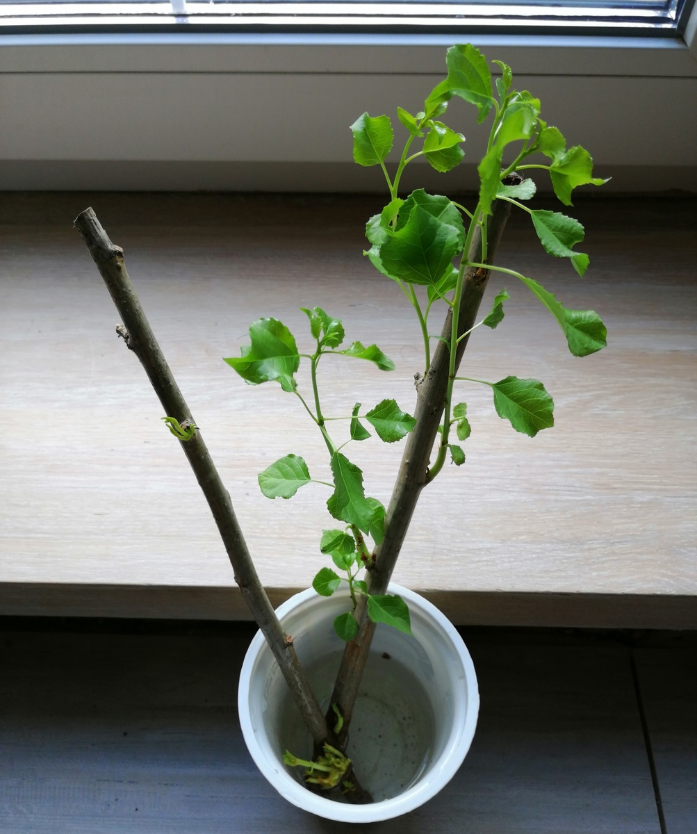 Вот герои сегодняшней статьи