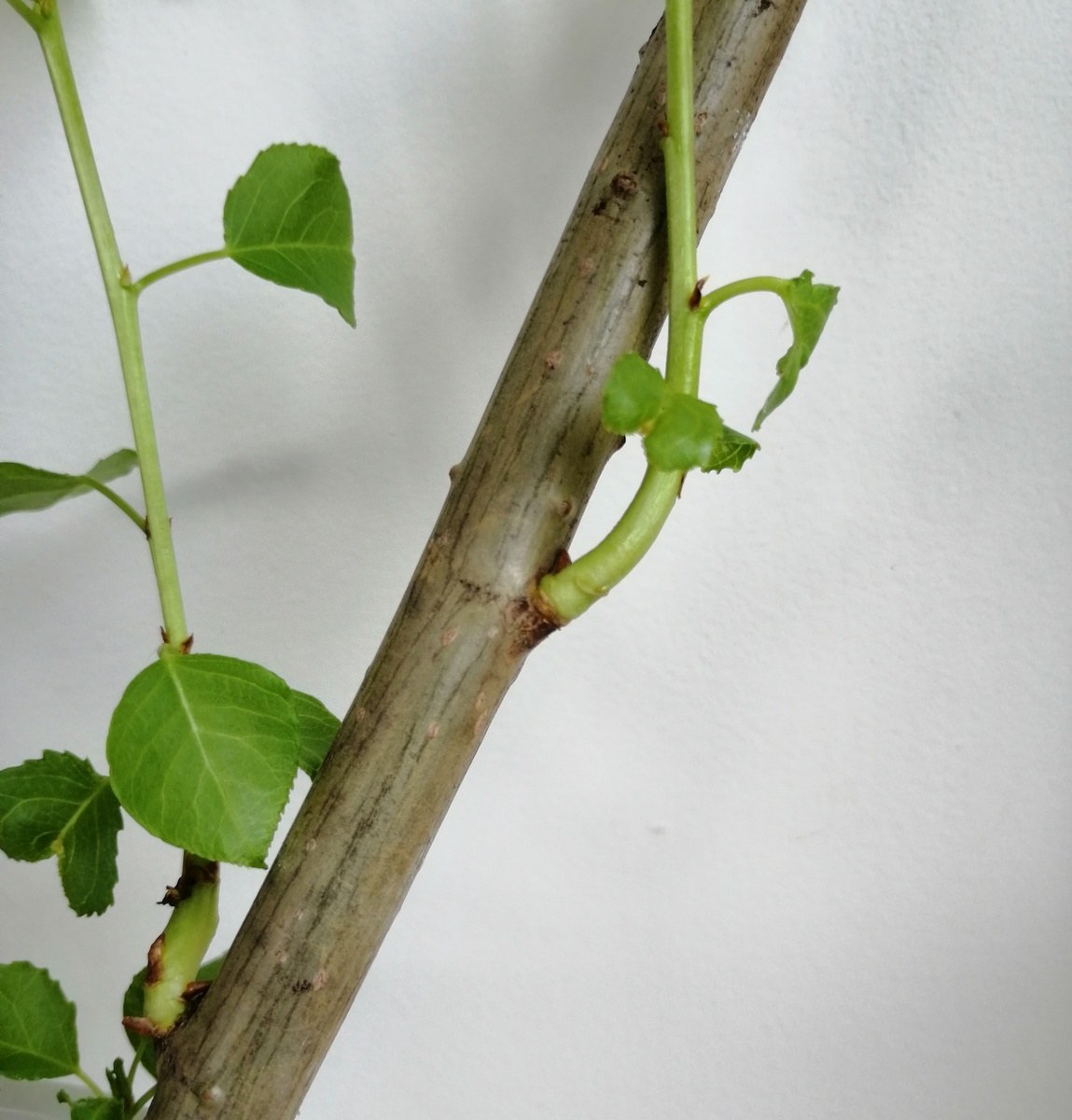 Смотрите, какая кора. Она вначале была немного зеленее. 