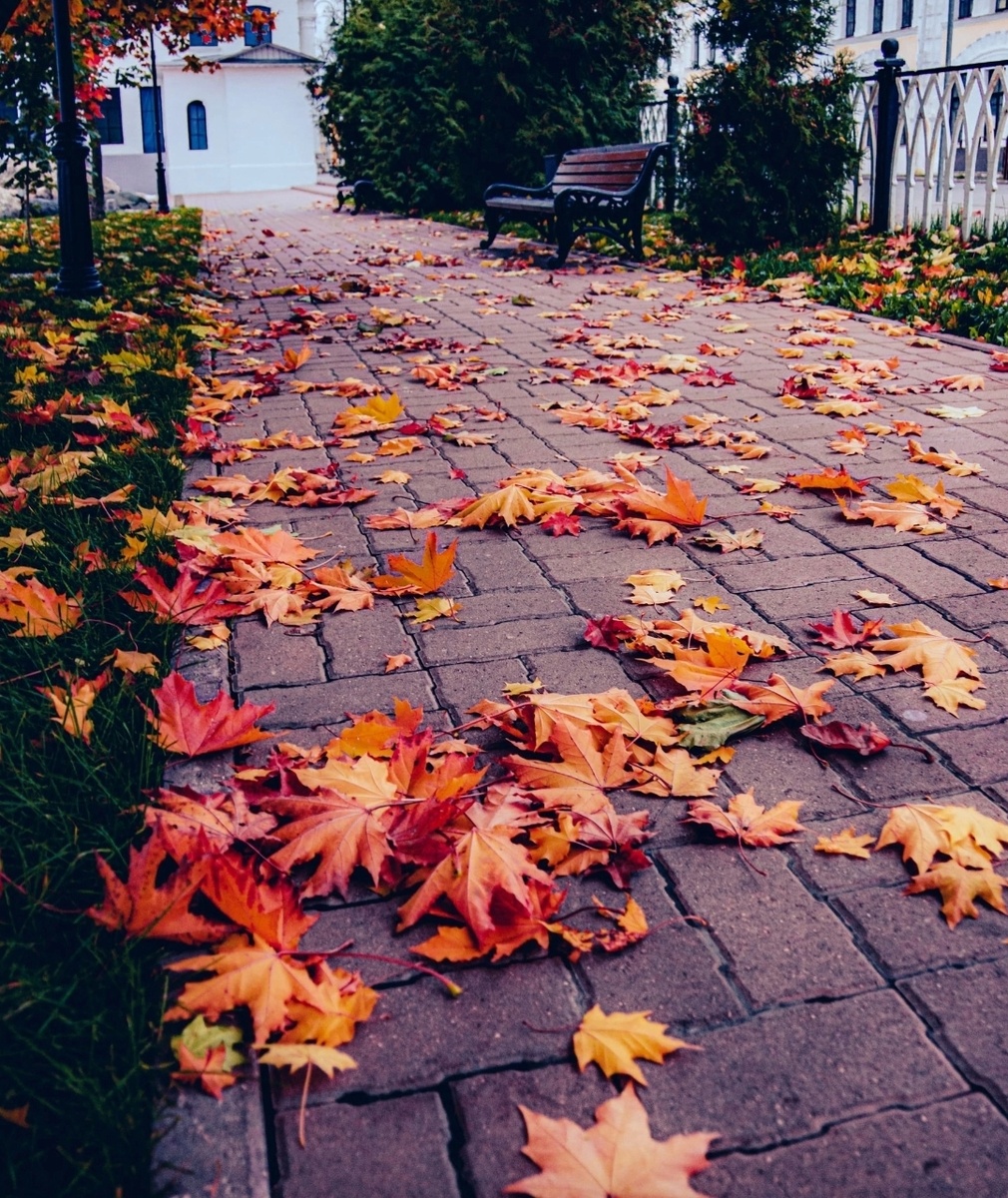 Осень.Фото Сергея Чекалина.