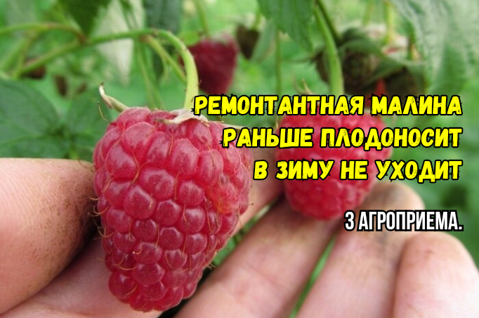 Ремонтантная малина: для раннего урожая, чтобы с ягодами в зиму не уходила - мои 3 дела в ноябре. Малины - ведер мало, собираю всю до ягодки