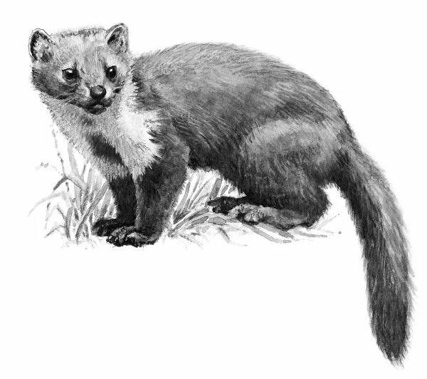 Похожий рисунок, описываемый в рассказе (фото из интернета)