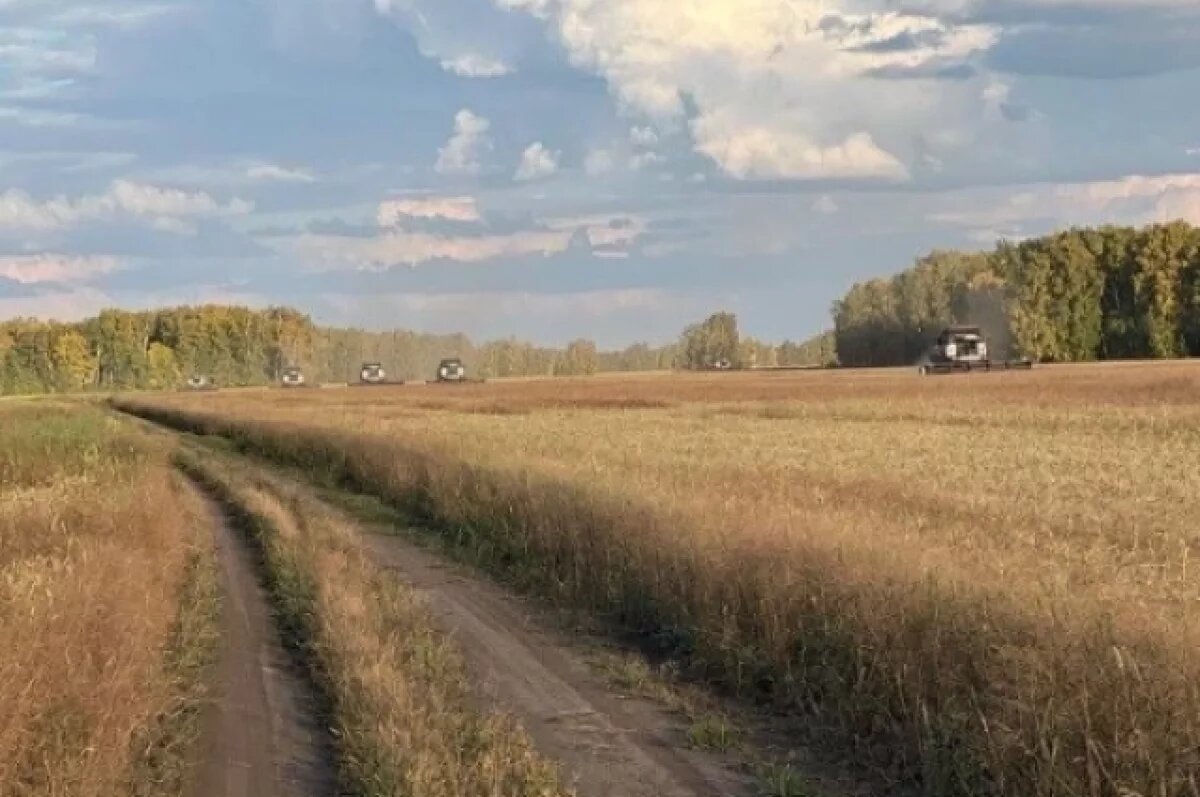    Аграрии Новосибирской области собрали 2,5 млн тонн зерновых культур