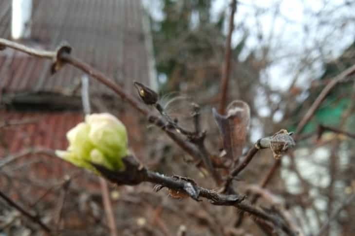 © Цветущая в октябре жимолость. Фото Алексея Яновского.📷
