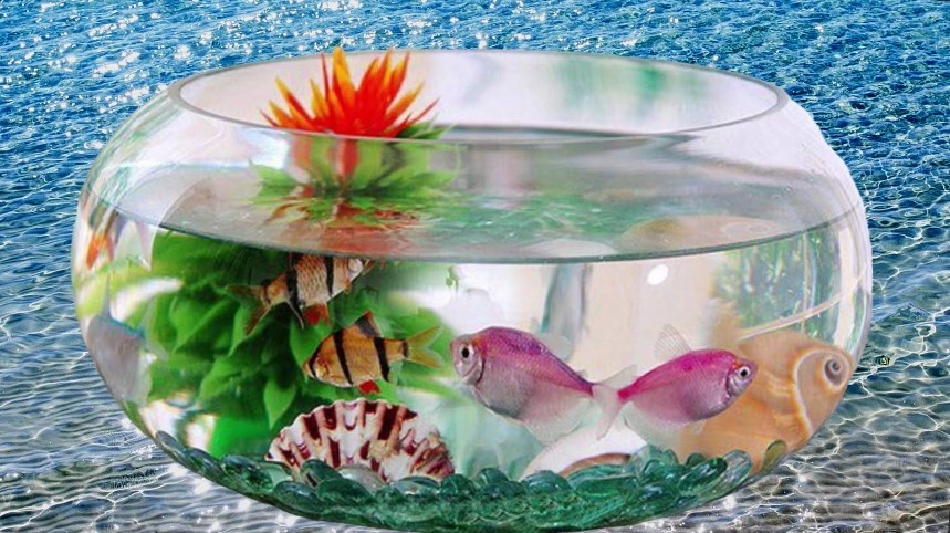 Небольшой аквариум