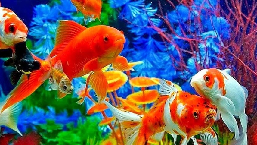 Золотая рыбка родом из Азии