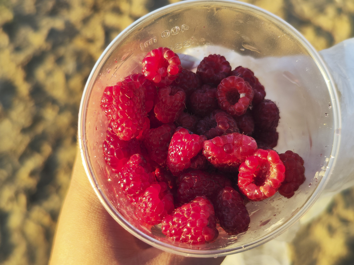 Белорусская малина по цене красной икры продается во Владивостоке.  Фото: ФедералПресс / Ксения Кобалия