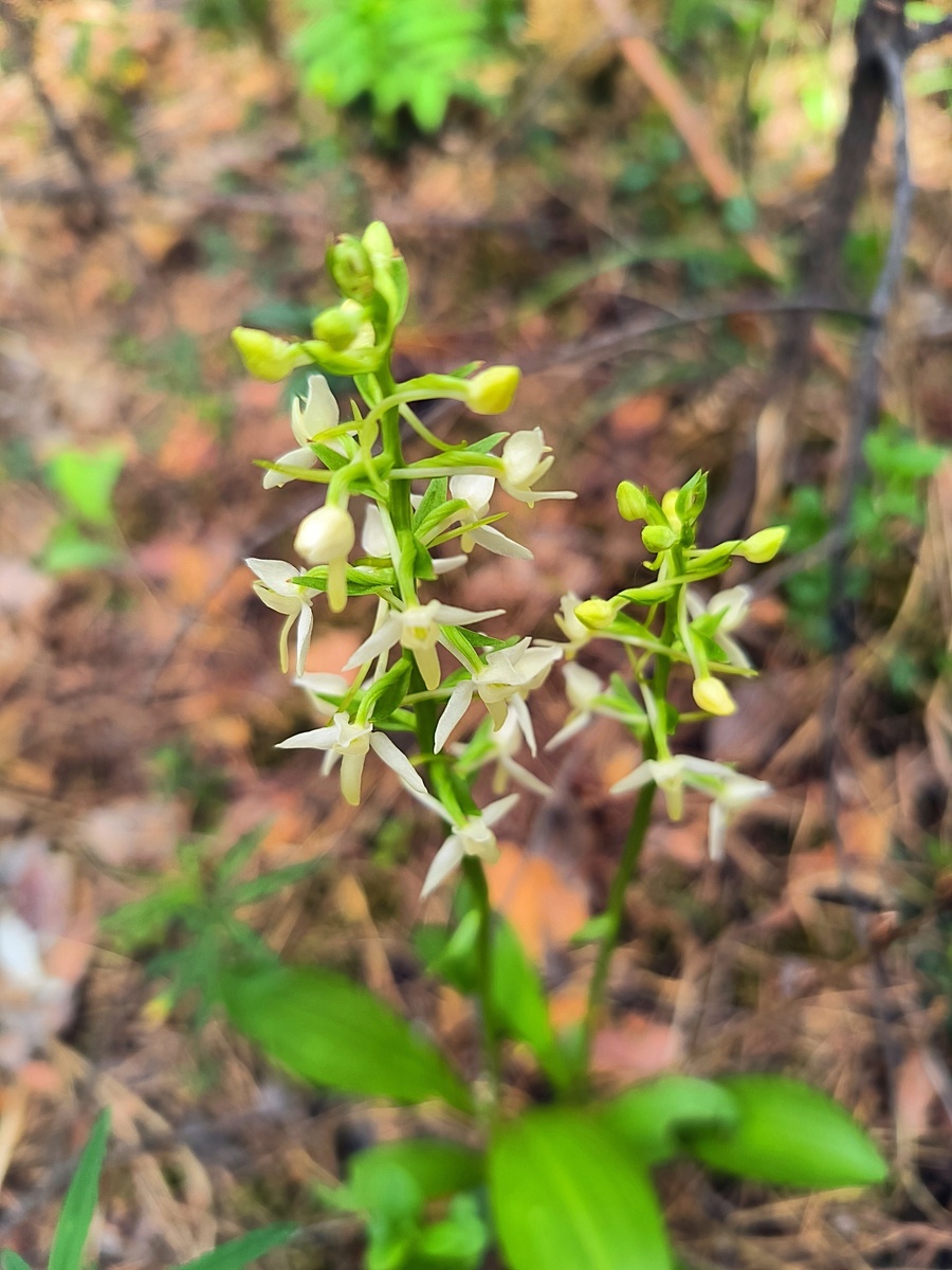 Любка двулистная