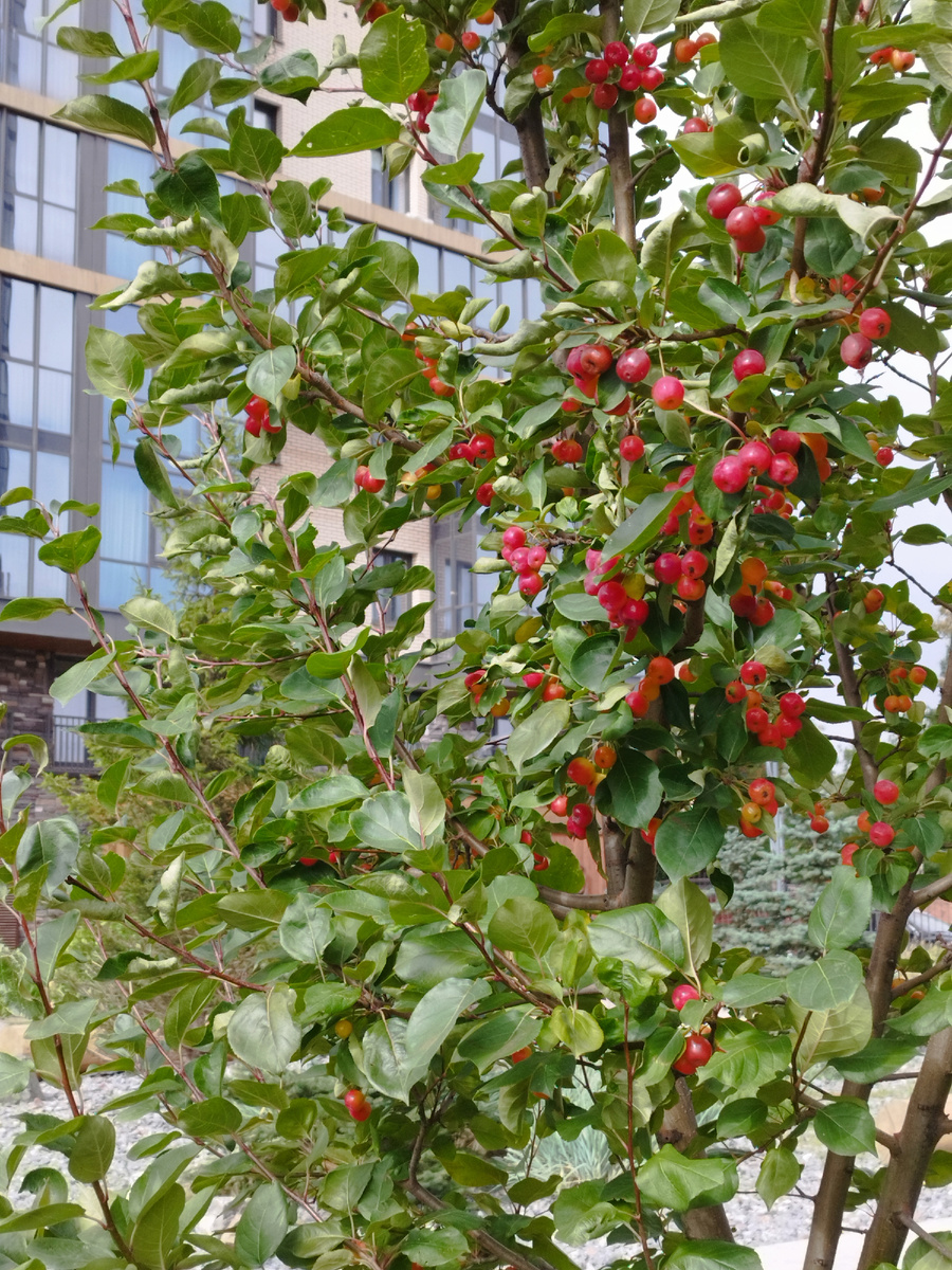 Начало сентября. Листва ещё зелёная. Фото из личного архива автора