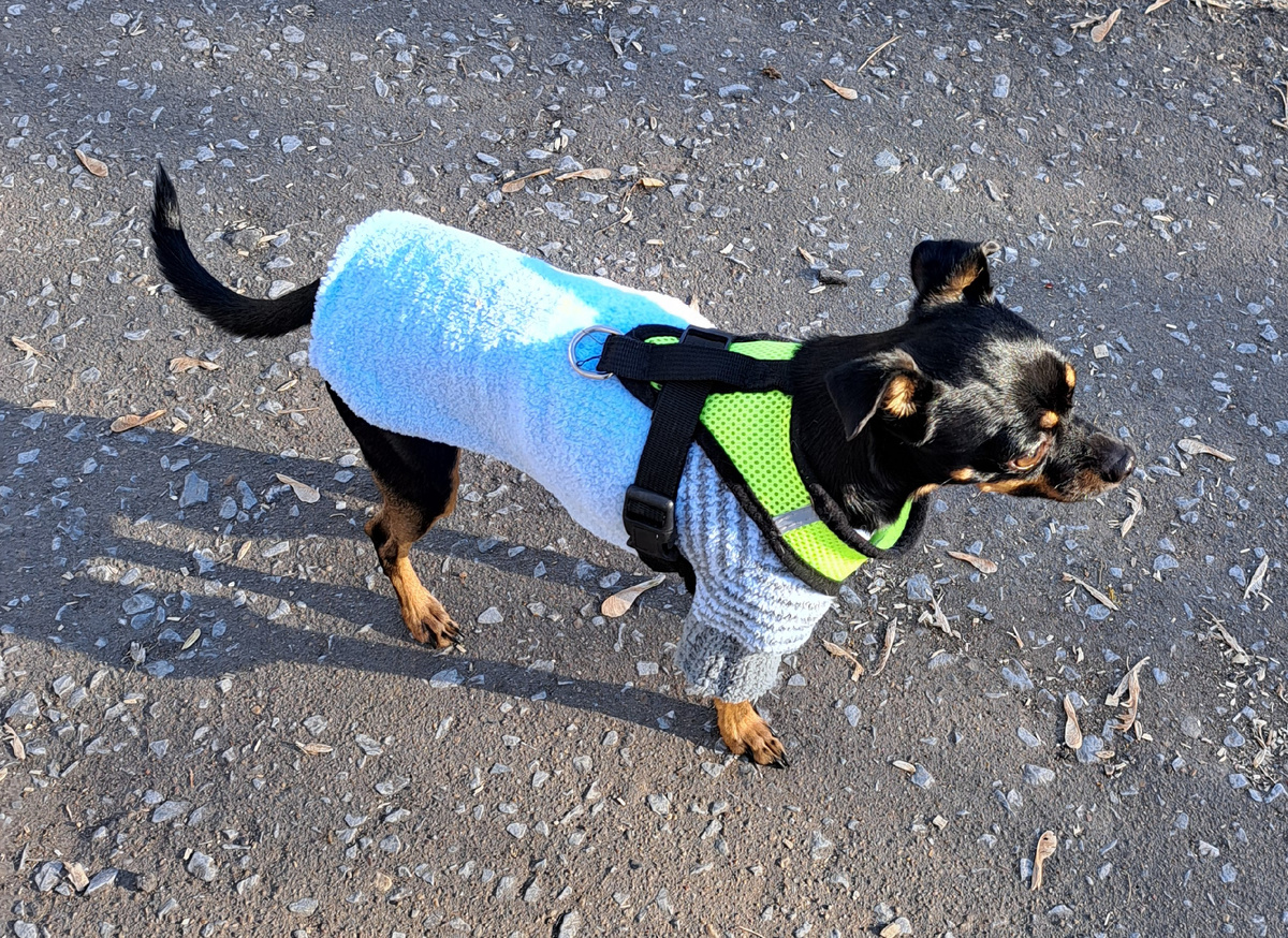 фото автора. Вот он - идеал - ни запаха, ни слюней, ни лотков. Золото просто! Особенно когда спит.