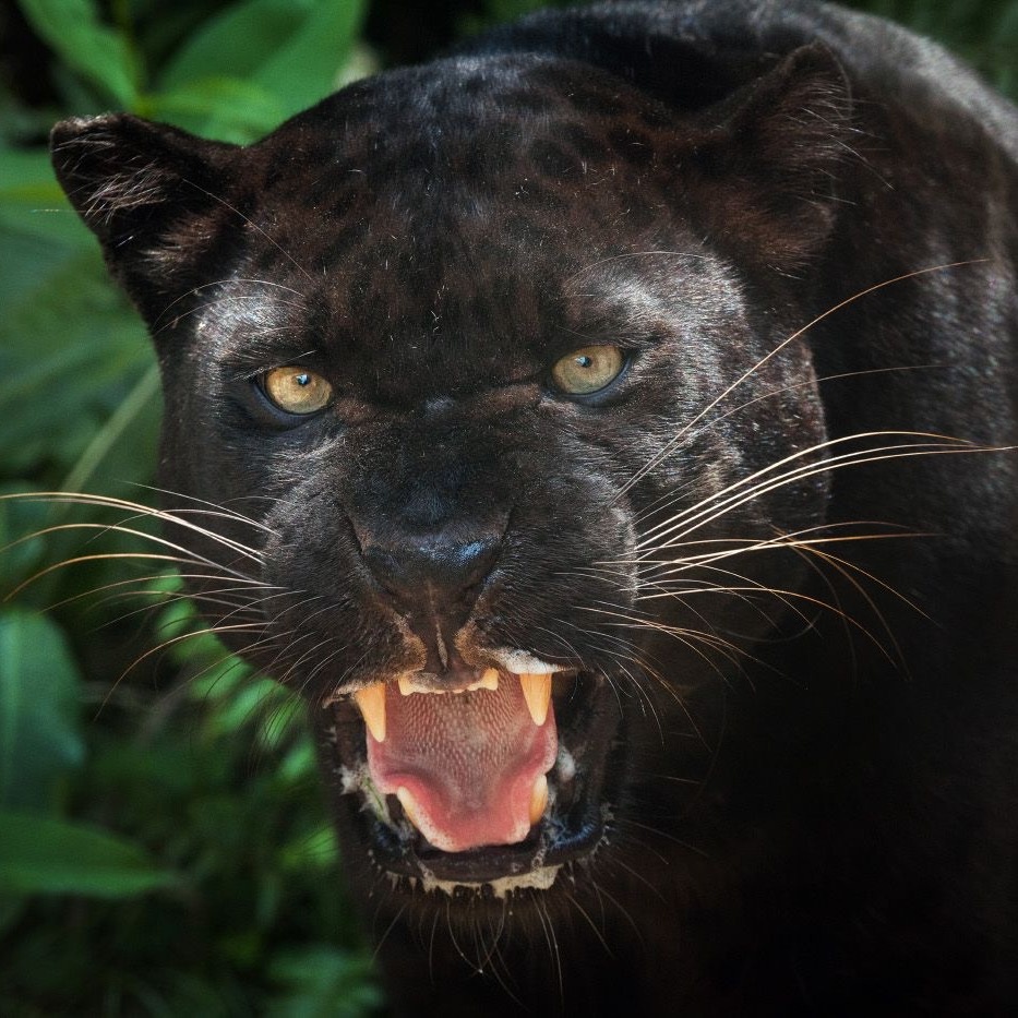 Дикое животное из передвижного цирка напало на трехлетнего мальчика в Ангарске. По крайней мере так утверждают в соцсетях. Сообщается, что ребенка атаковала пантера на шоу 28 октября. Ситуацией заинтересовались в прокуратуре, СК и полиции Иркутской области. Организована проверка.