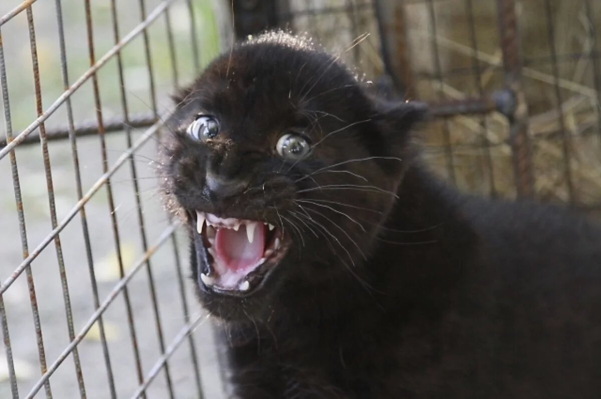    Пантера из приезжего цирка напала на 3-летнего мальчика в Иркутской области