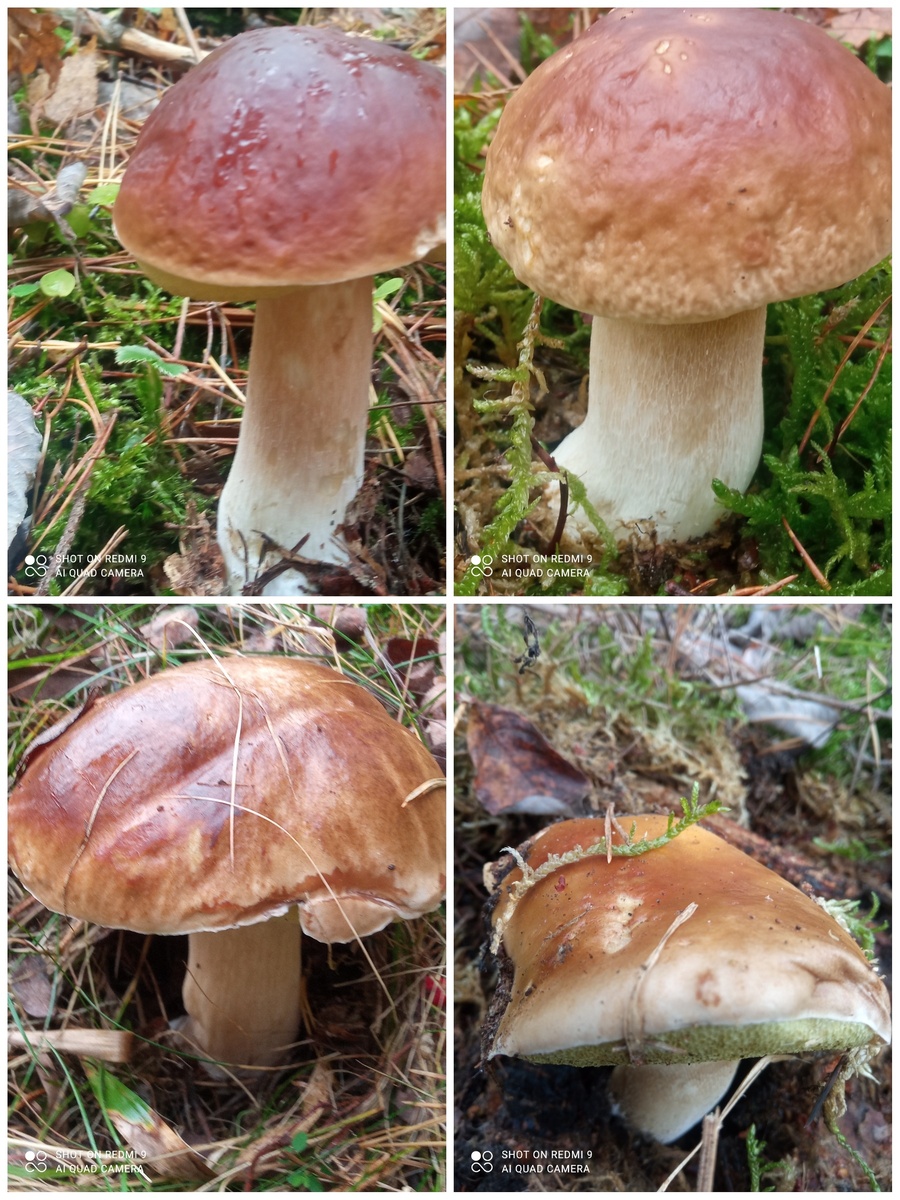 Татьяна Смирнова, Калининградская обл 27.10.2024