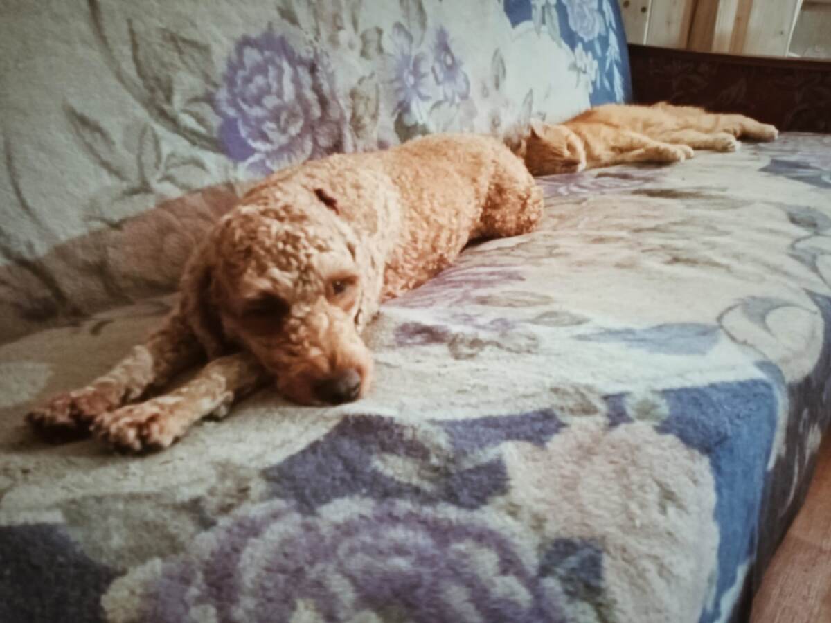 Румпель: - Бедные люди... Барсик: - Какой удобный диван.