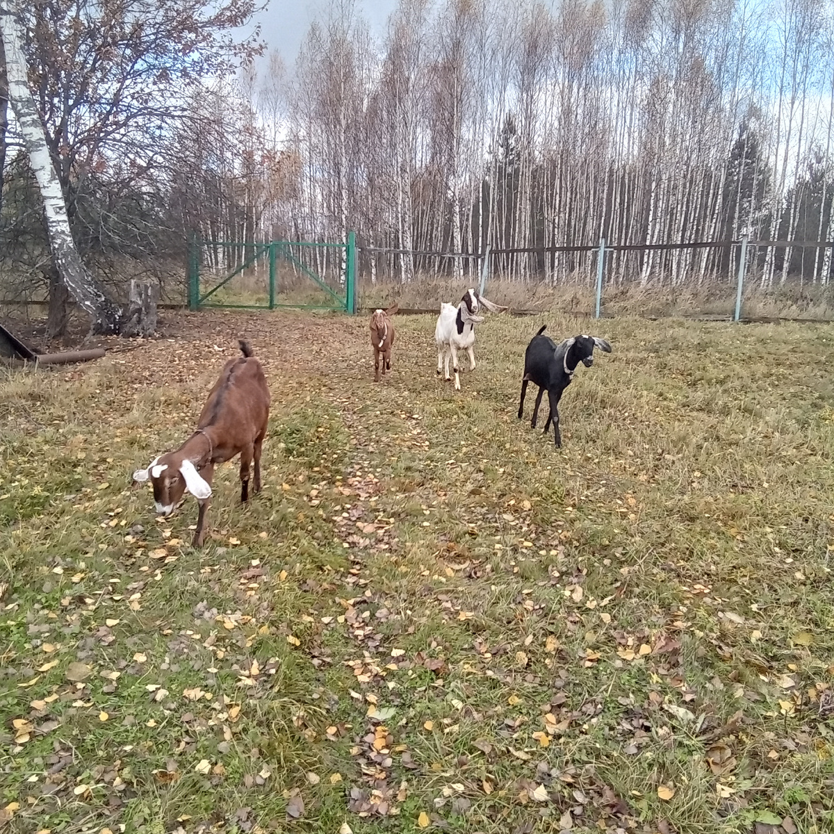 Фото автора.