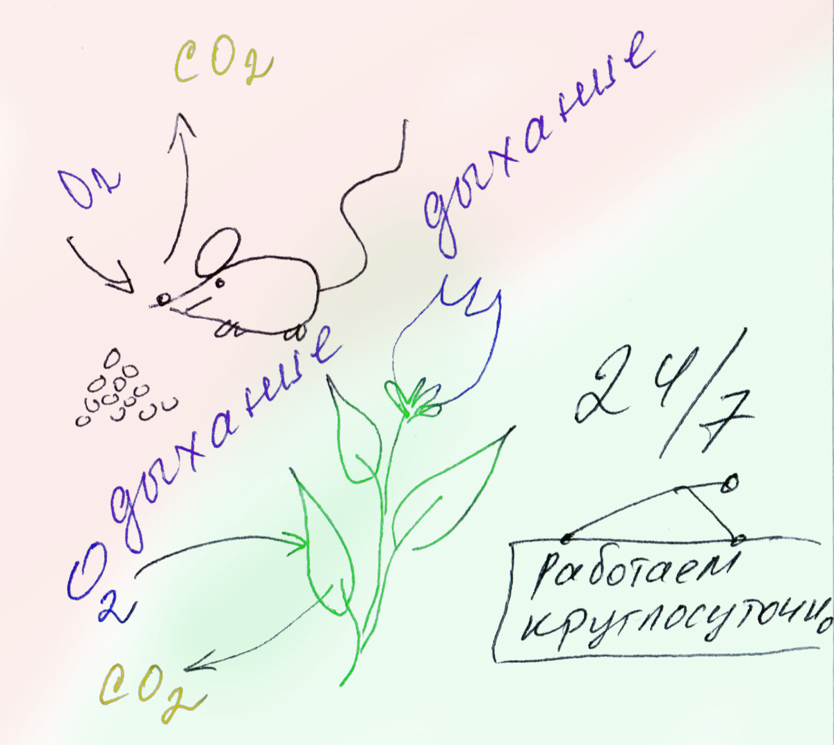 Дыхание у всех организмов идёт всегда