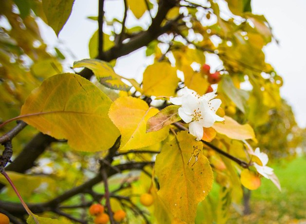 осеннее цветение деревьев - красиво, но опасно для самого дерева