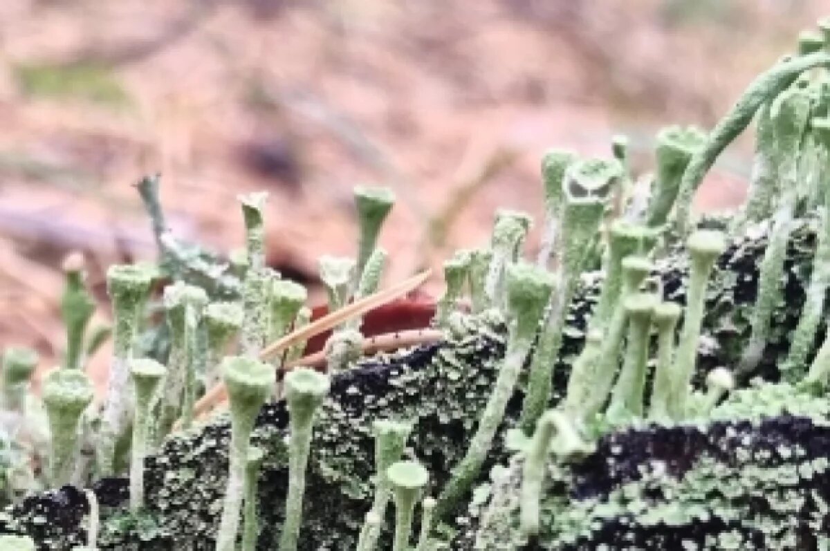    Удивительный гриб «Кубок эльфов» нашли в лесу Новосибирской области