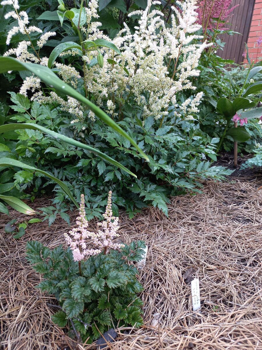 Астильбы в июле.