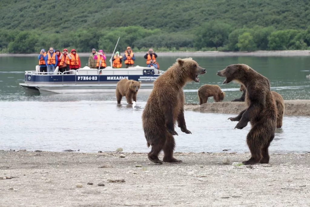 Камчатский бурый медведь — подвид бурого медведя, обитающий на Камчатском полуострове. Это самый крупный подвид в России. Длина тела камчатского медведя достигает 240 см, высота в холке — 135–140 см, а масса — 650 кг и более. Окраска тела обычно чёрная, коричневая или тёмно-коричневая, иногда бежевая, охристая, светло-жёлтая, рыжая, красно-коричневая или бронзовая. Камчатские медведи миролюбивы, в отличие от своих сибирских сородичей.