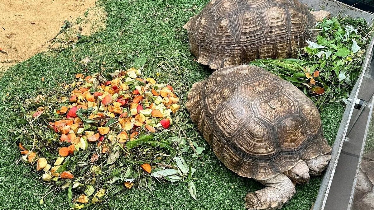    Фото: t.me/parkkrd