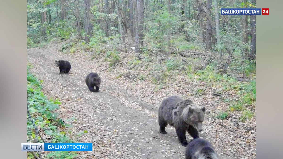    Фотоловушка в нацпарке «Башкирия» запечатлела прогулку мамы-медведицы и трех малышей