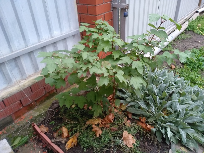 Обыкновенная калина в моём саду. Октябрь 2024 г.