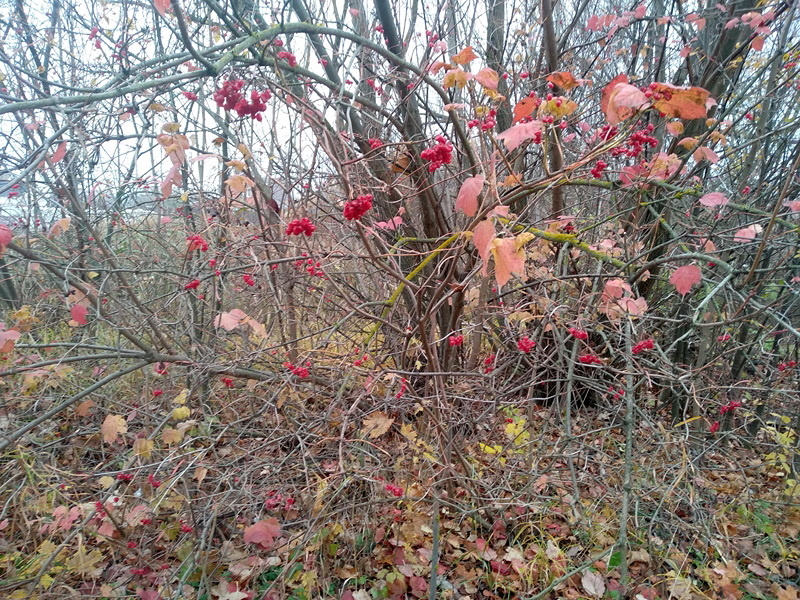 Дикий куст обыкновенной калины на пустыре
