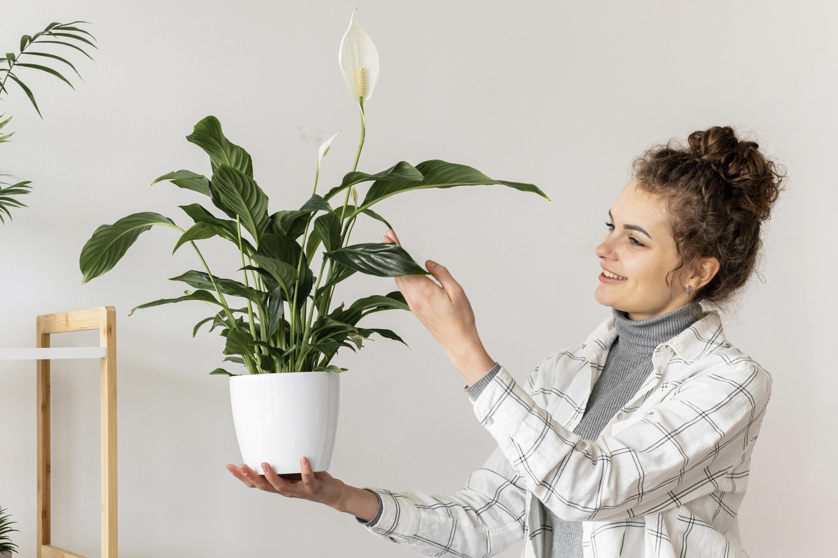     Поливать и охлаждать: как правильно заботиться о спатифиллуме зимой