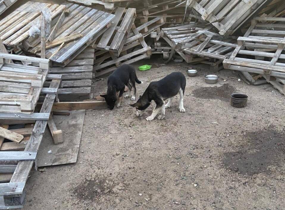 Первый помёт подкидышей. Лето 2021 г.