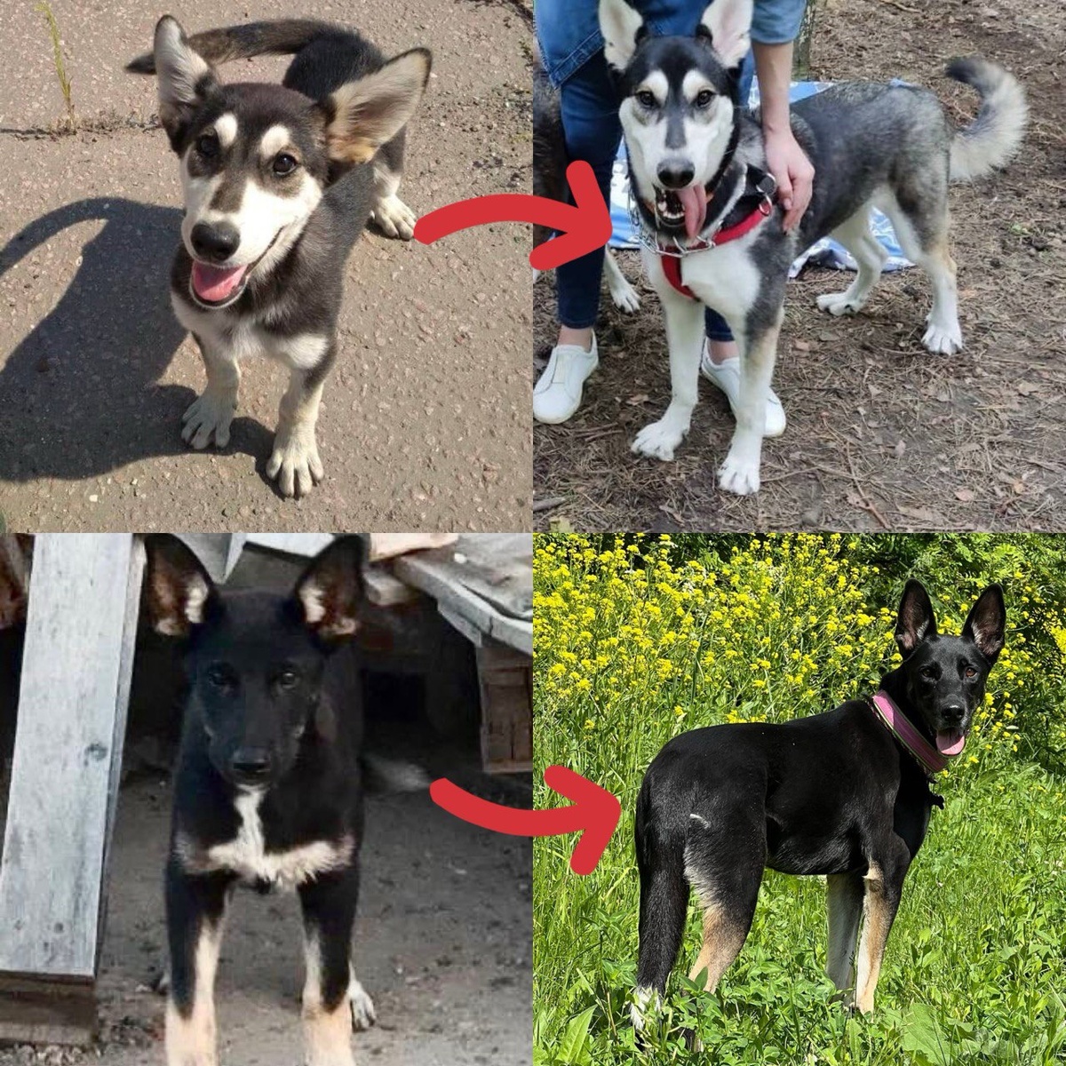 Теперь домашние Хюгге и Тильда