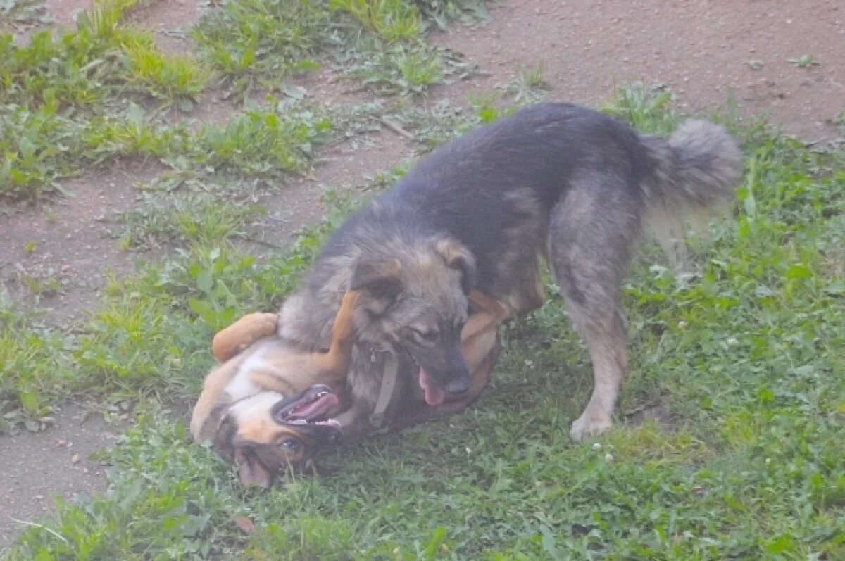    Режим повышенной готовности ввели в районе Якутии из-за бродячих собак