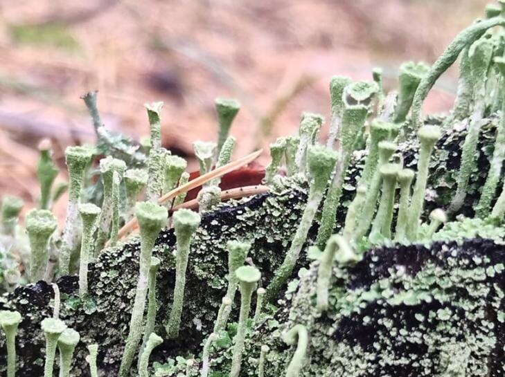    Фото - Грибы и грибные места Новосибирск НСО форум 2024