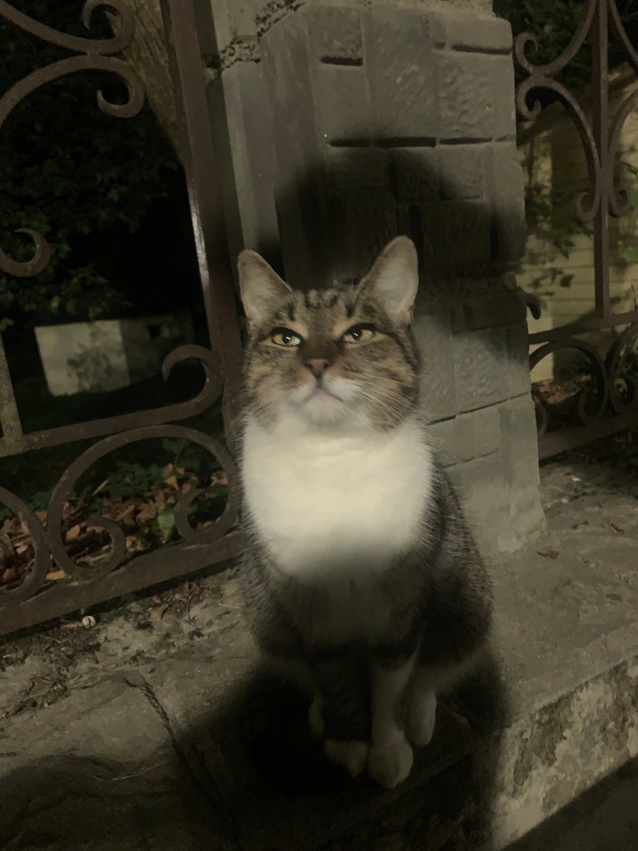 Местный, горячеключевской, кот. Весьма упитан, ласков. Мурчальный аппарат работает