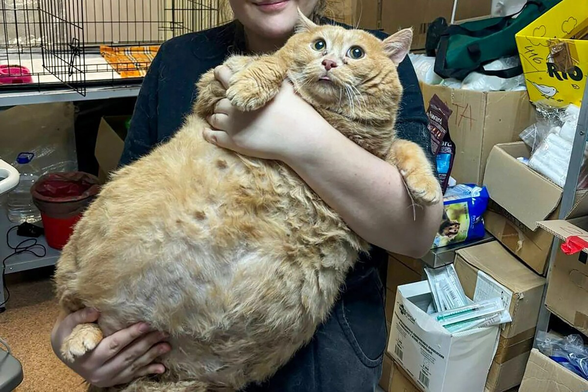 Кот Крошик. 