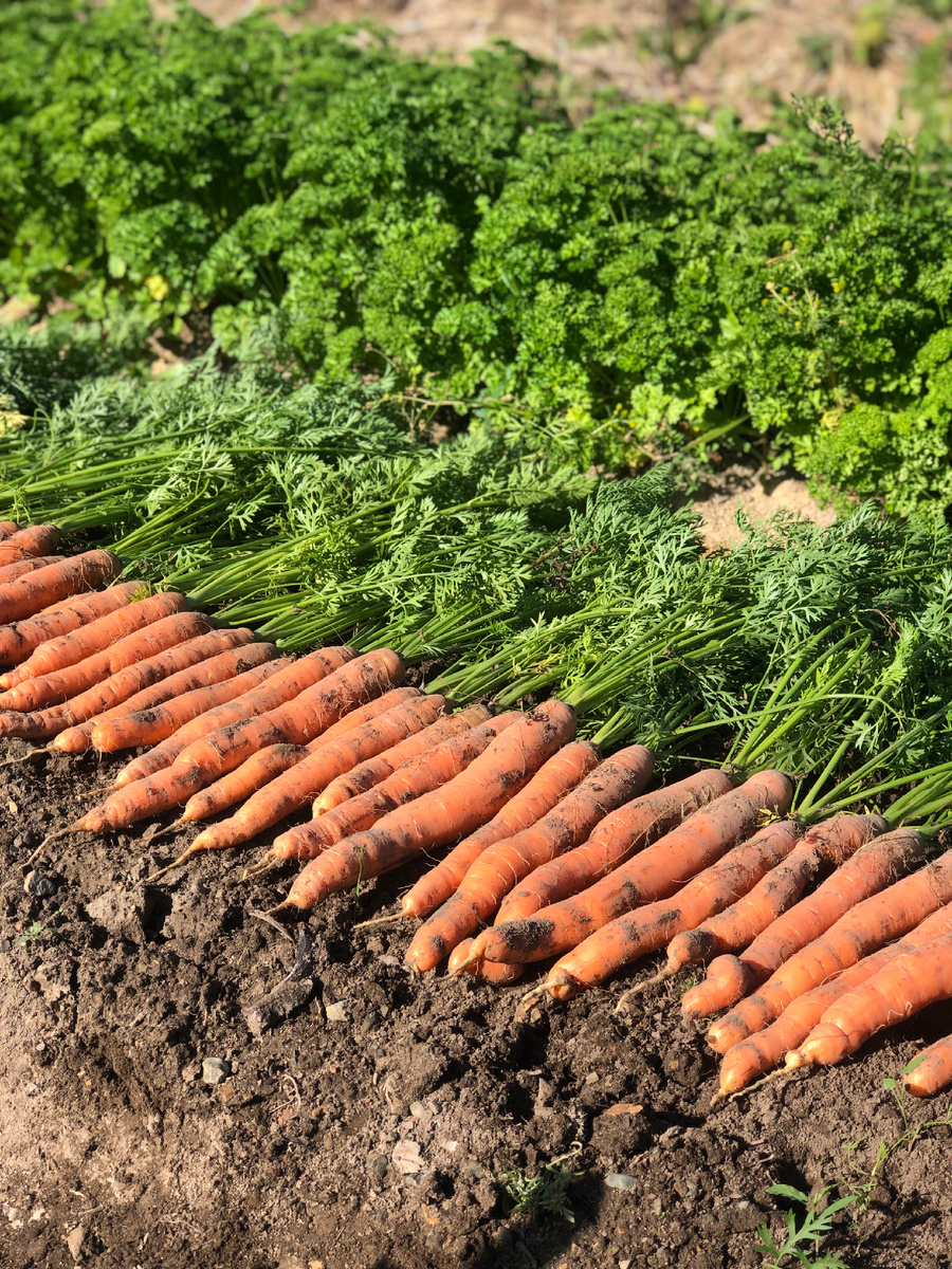 Моя морковка