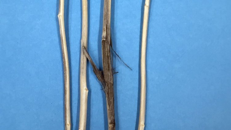    Мониторинг pH почвы помогает спрогнозировать появление опасных болезней рапса