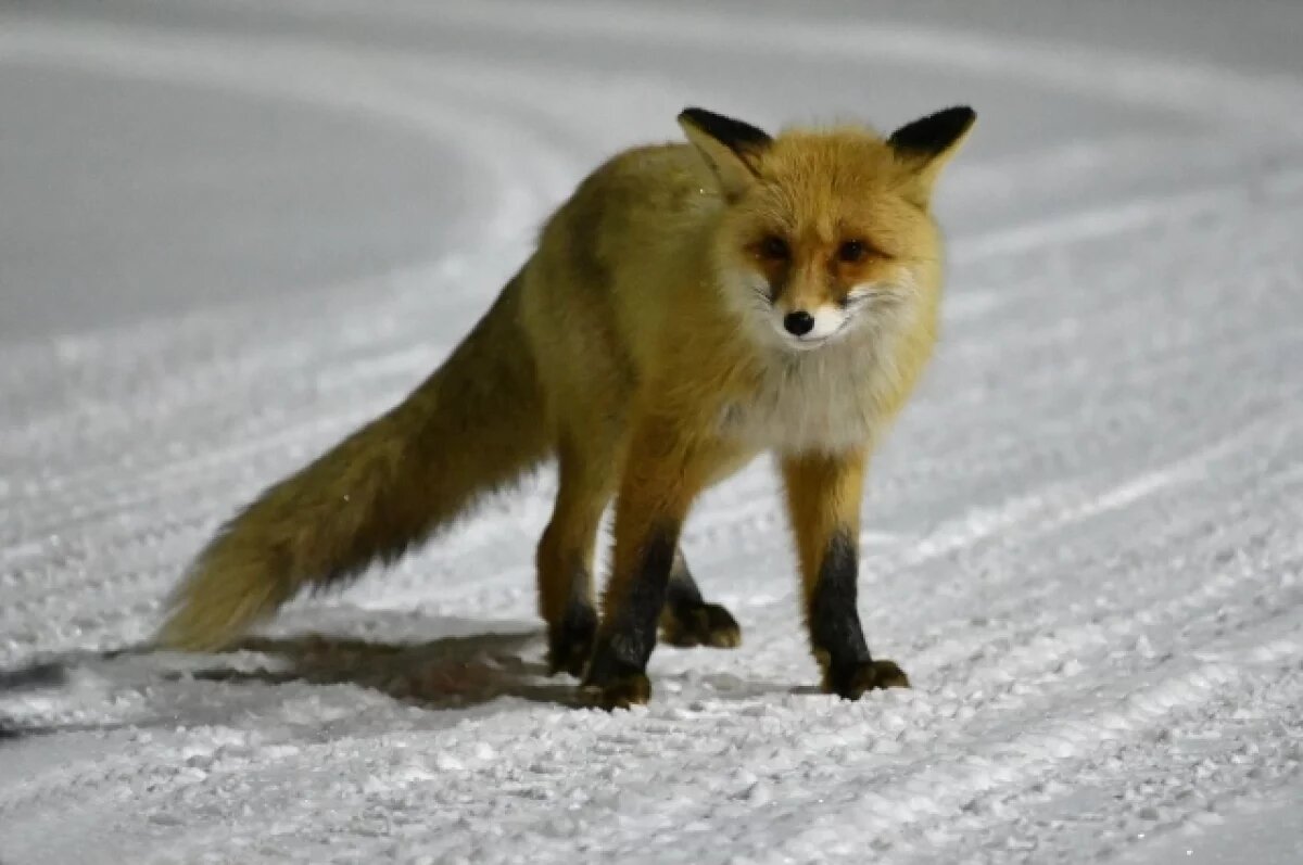    В Сети опубликовано видео с лисицей, охотящейся на крыс на улицах Перми