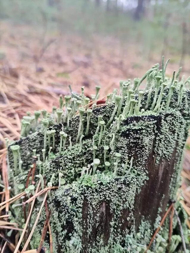     Автор: Ольга Лаврентьева Источник: Грибы и грибные места Новосибирск НСО форум 2024