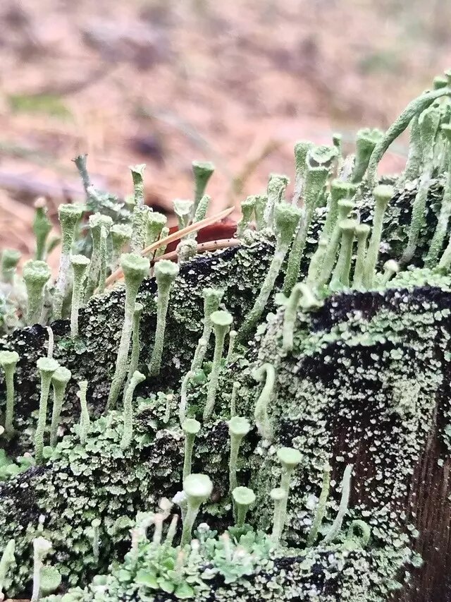     Автор: Ольга Лаврентьева Источник: Грибы и грибные места Новосибирск НСО форум 2024