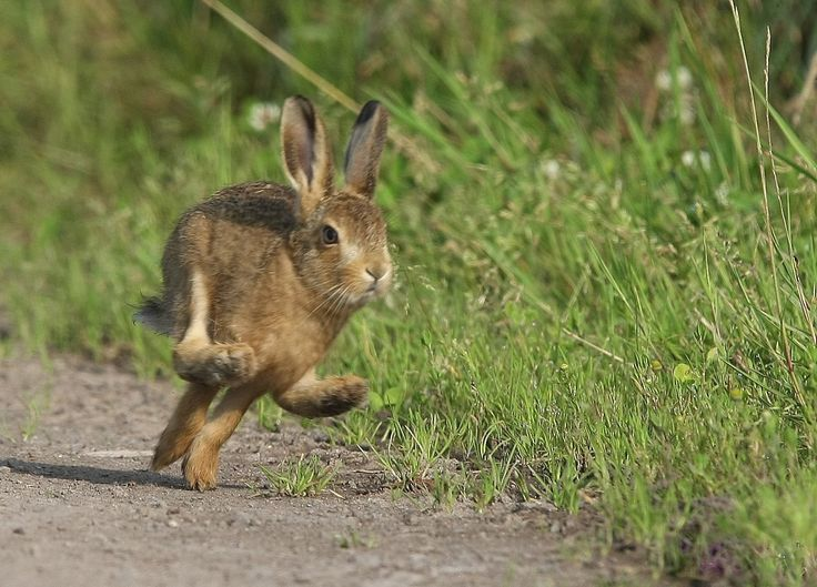 Быстрый, ловкий, резко меняет направление.