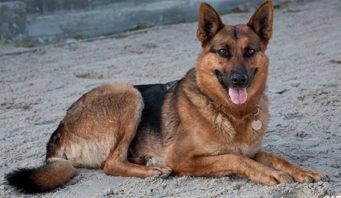    Индийский миллионер оставил свое состояние собаке и преданным слугам